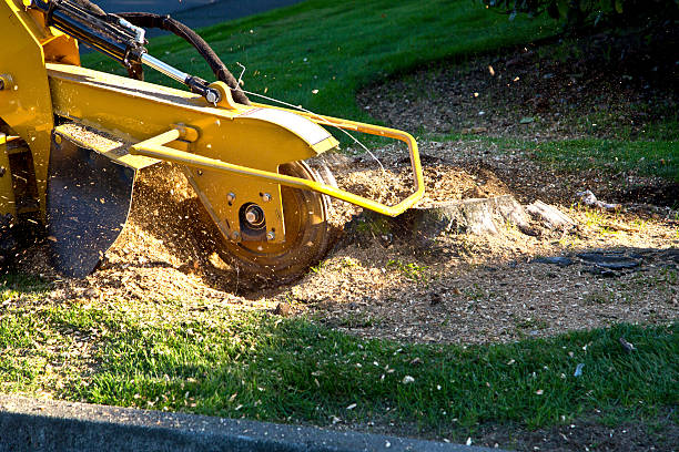 Best Emergency Storm Tree Removal  in Chewelah, WA